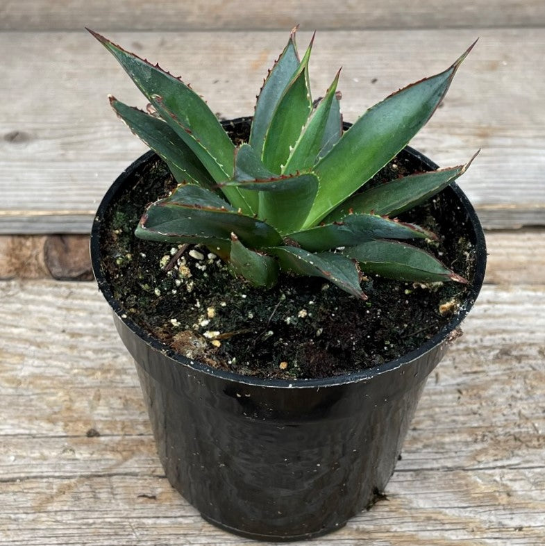 Agave 'Shaka Zulu'
