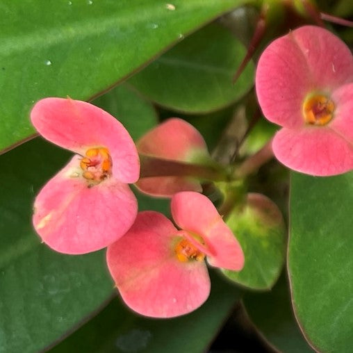 Crown of Thorns 4" Pot