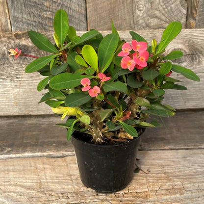Crown of Thorns 4" Pot