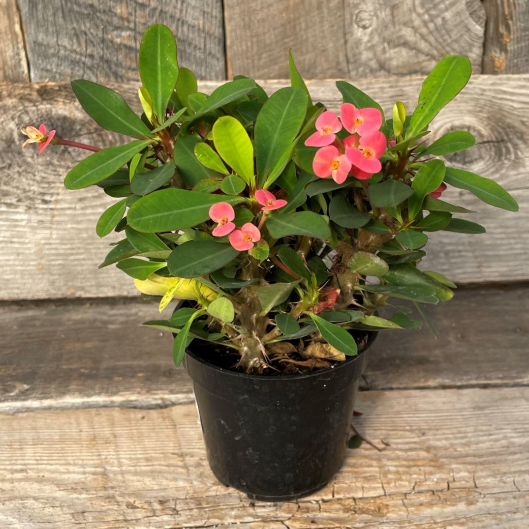 Euphorbia 'Crown-of-Thorns'