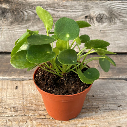 Chinese Money Plant 4" Pot
