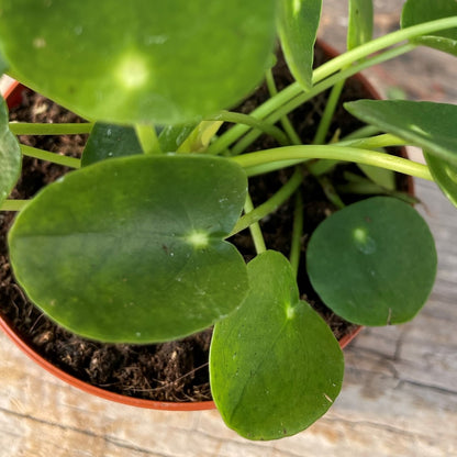 Chinese Money Plant 4" Pot