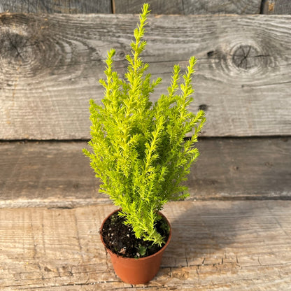 Cypress Goldcrest Bush 2.5" Pot