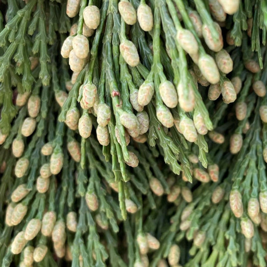 Fresh Cedar Incense Bundle