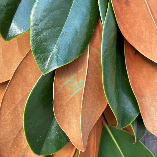 Fresh Magnolia Bundle