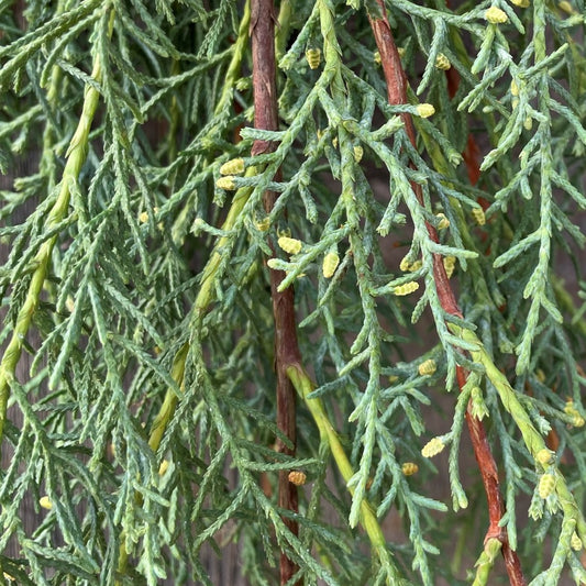 Fresh Carolina Sapphire Bundle