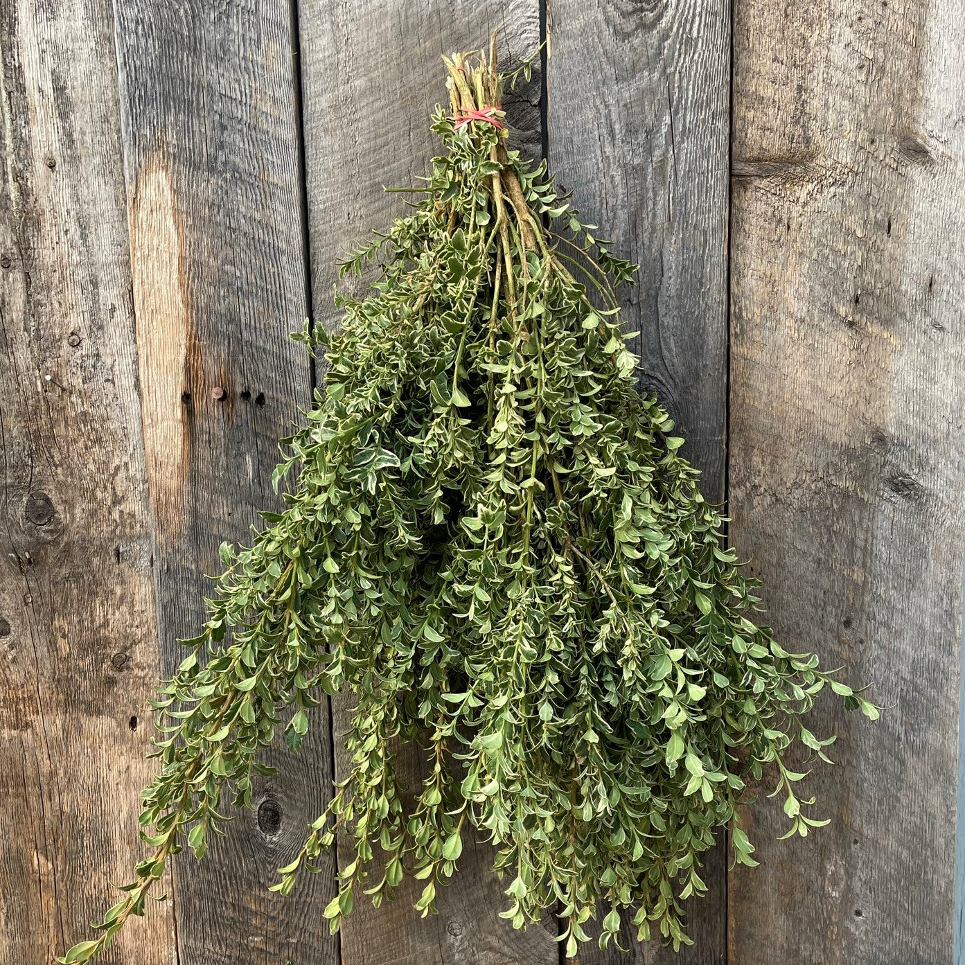 Fresh Oregonia Variegated Bundle