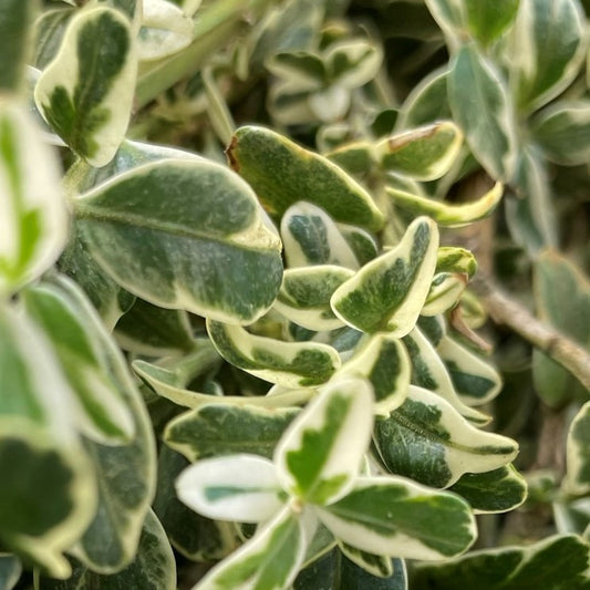 Fresh Oregonia Variegated Bundle