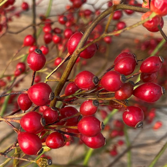 Fresh Rose Hips Bundle