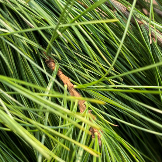 Fresh Pine Local Bundle