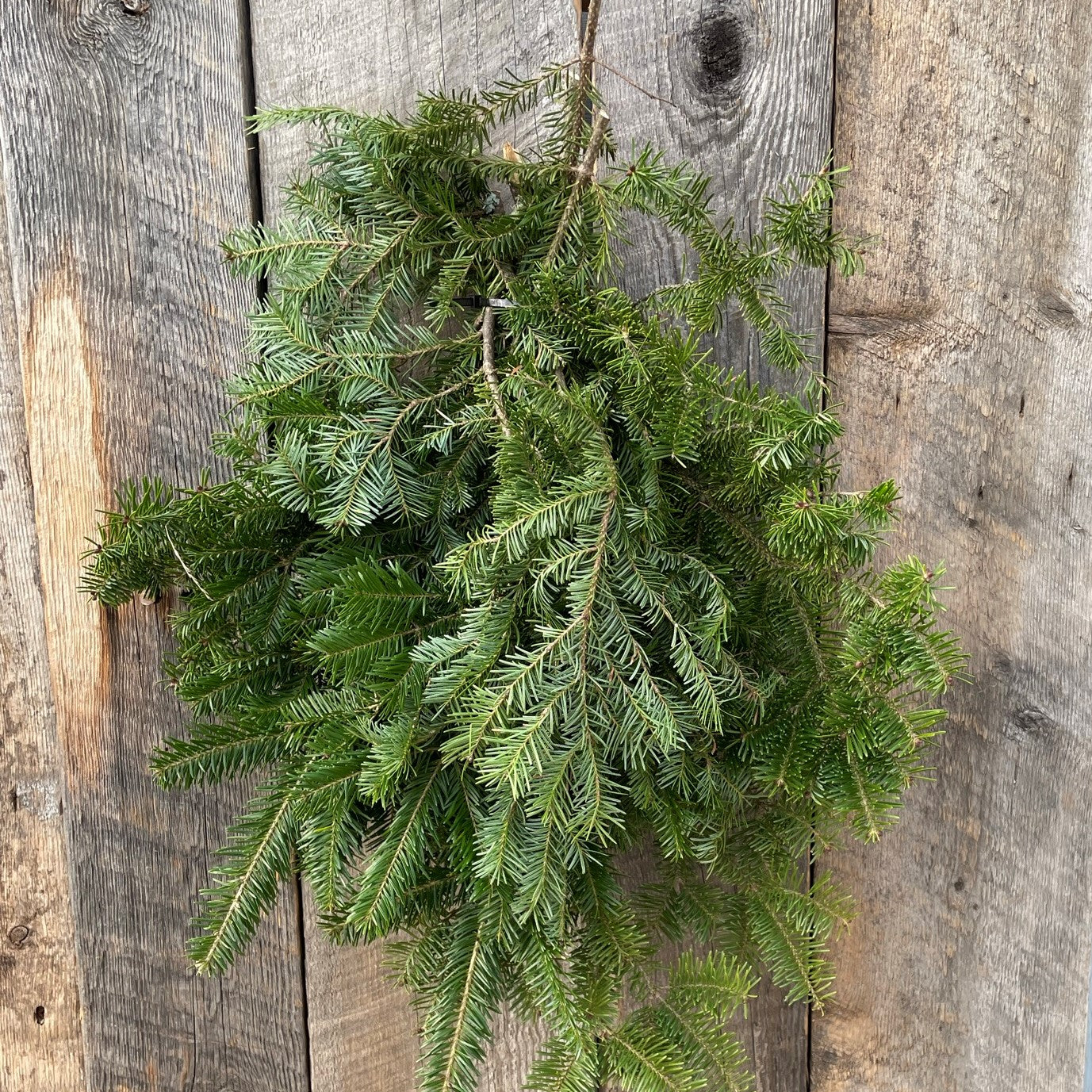 Fresh Fir Local Bundle
