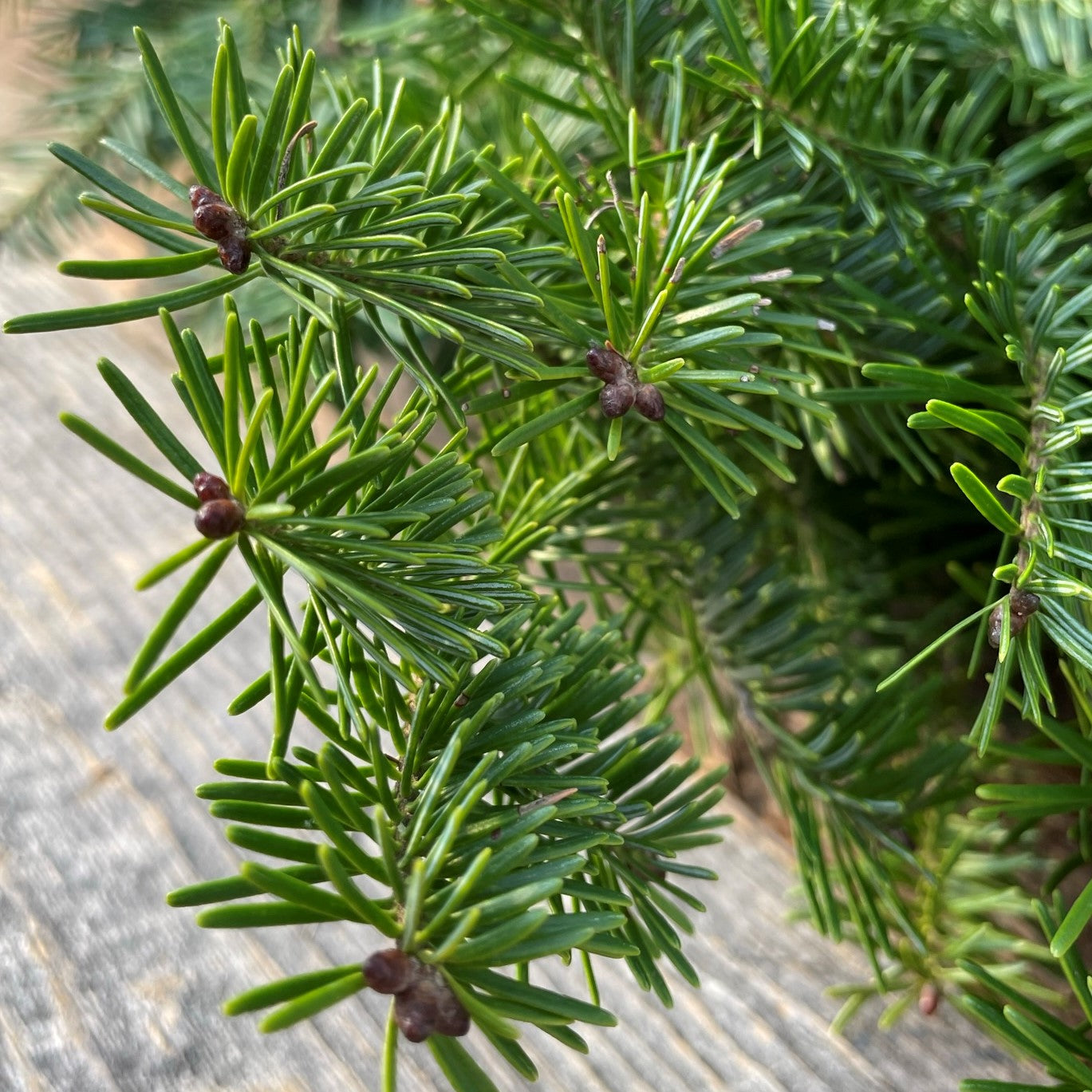 Fresh Fir Local Bundle