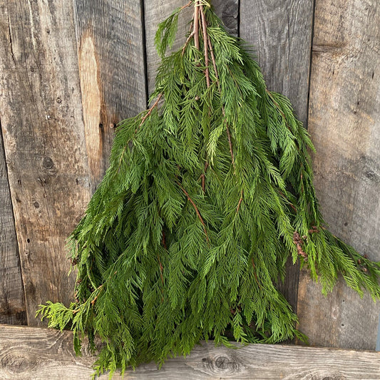 Fresh Cedar BC Bundle 2lbs