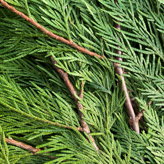 Fresh Cedar Western Red Bundle 2lbs