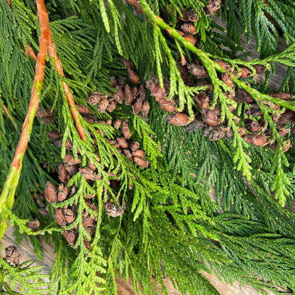 Fresh Cedar BC Bundle 2lbs