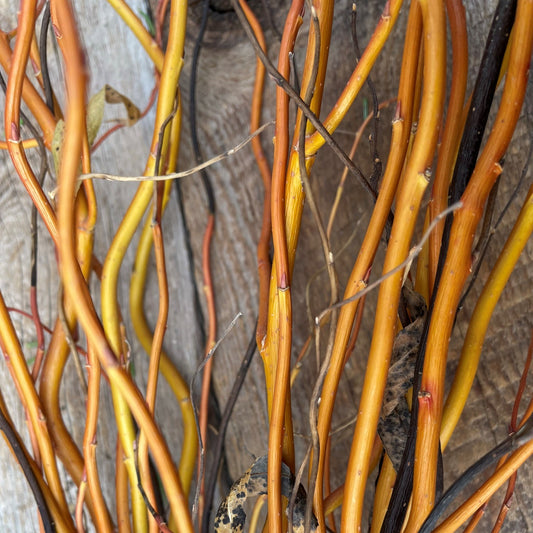 Curly Willow 36" Tall Bundle