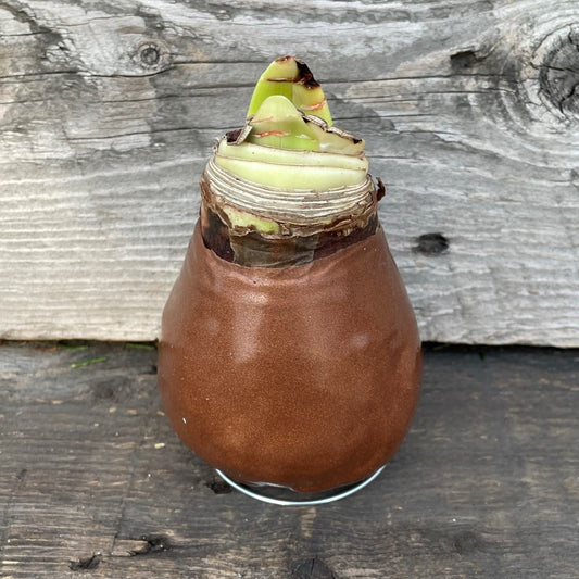 Amaryllis Waxed Assorted