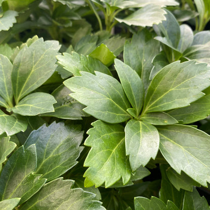 Pachysandra Green Sheen 3.5" Pot