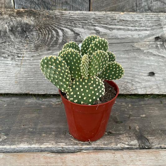 Opuntia (Prickly Pear) Cactus 3.25" Pot