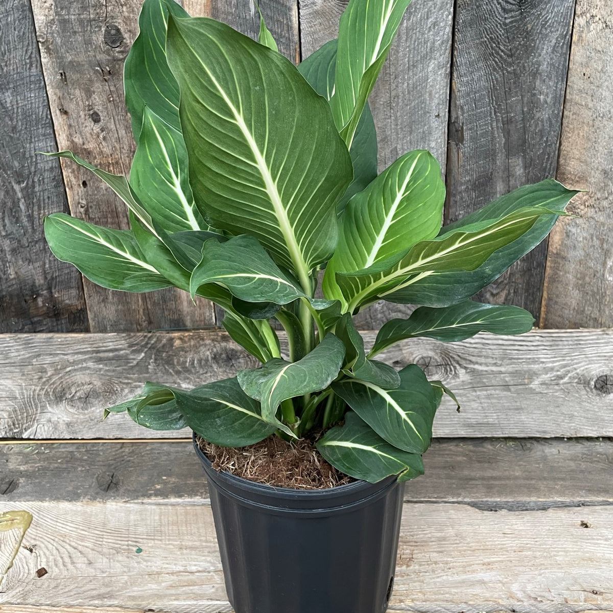 Dieffenbachia 'Sterling'