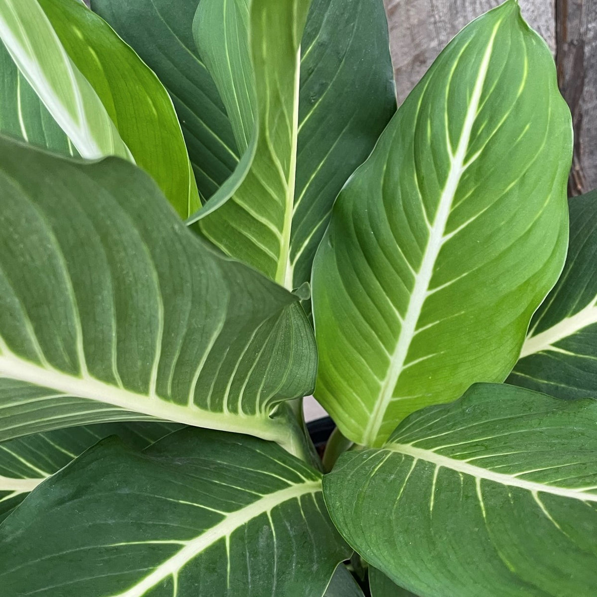 Dieffenbachia 'Sterling'