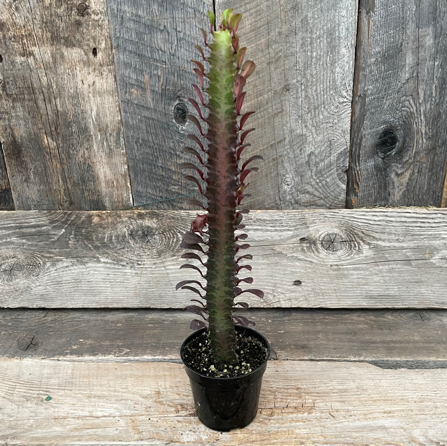 Euphorbia 'African Milk Tree'