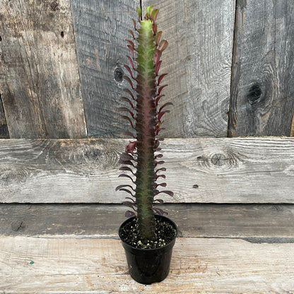Euphorbia Trigona 4" Pot
