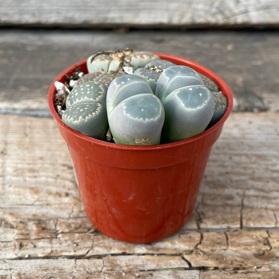 Livingstones (Lithops) 2.5" Pot