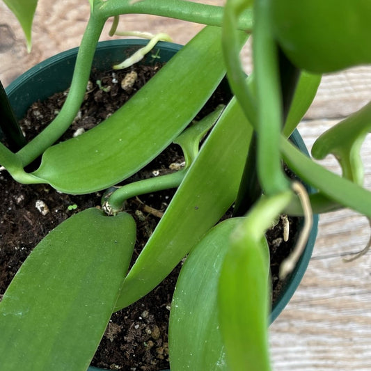 Orchid Vanilla Flat-Leaved