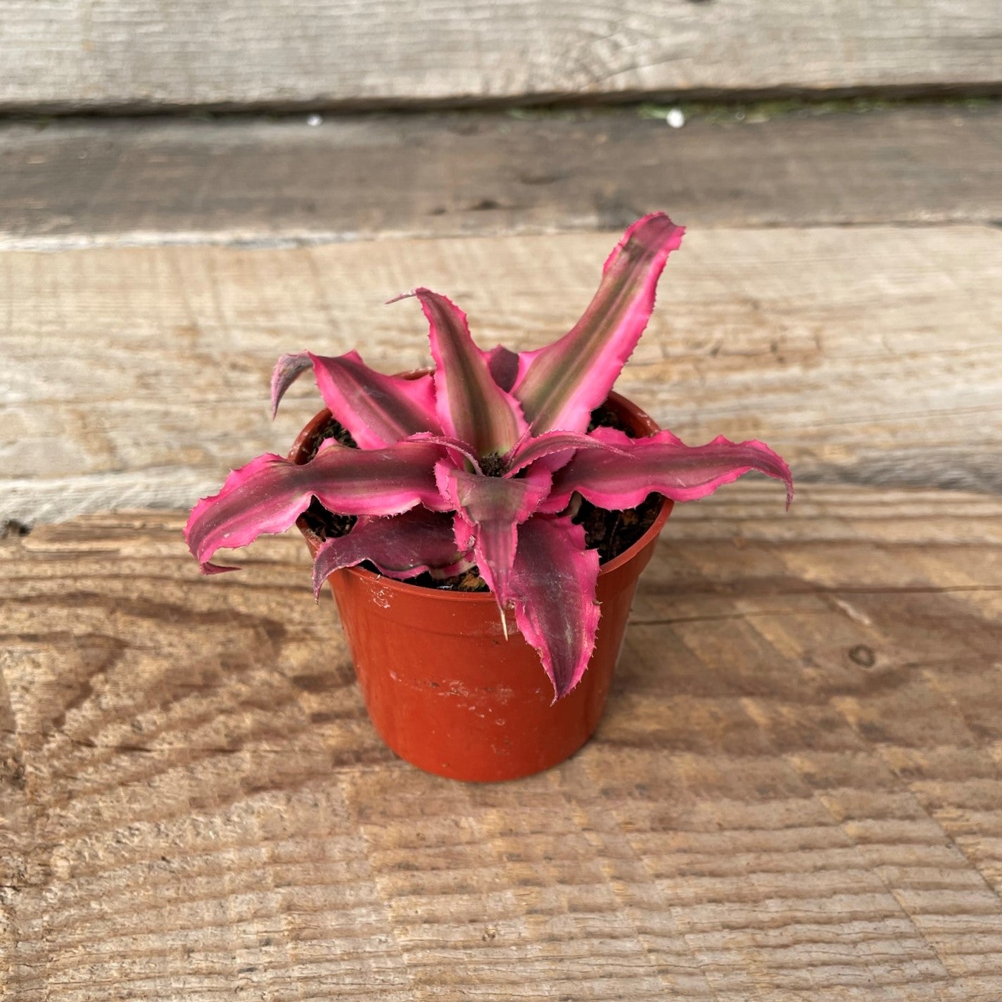 Cryptanthus (Earth Stars)