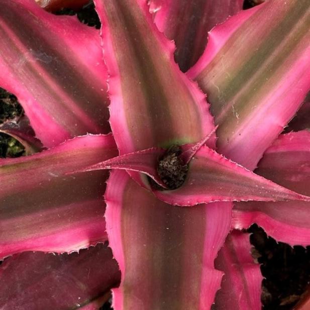 Cryptanthus (Earth Stars)