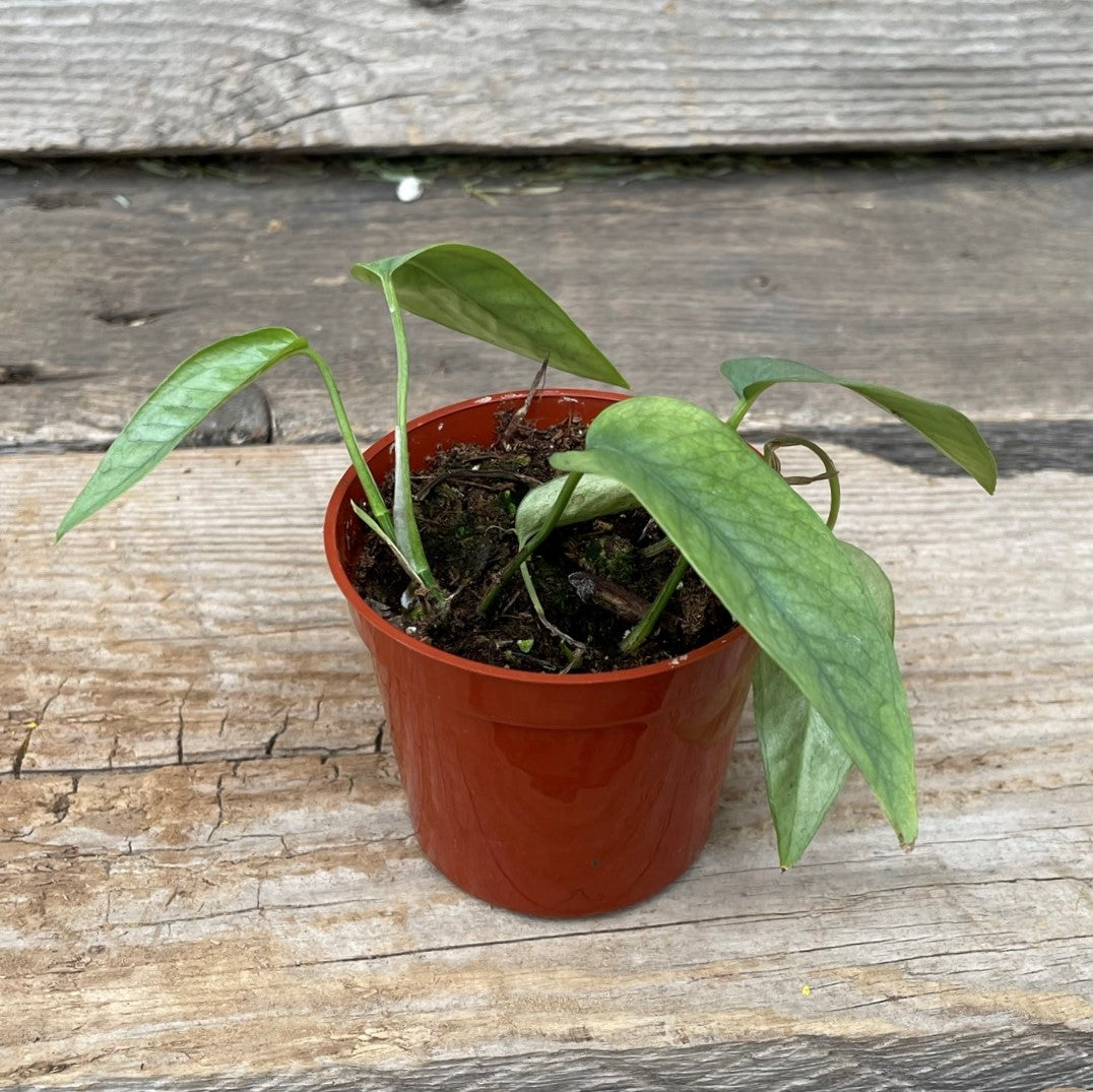 Pothos 'Cebu Blue'
