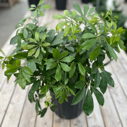 Schefflera Green 10" Pot