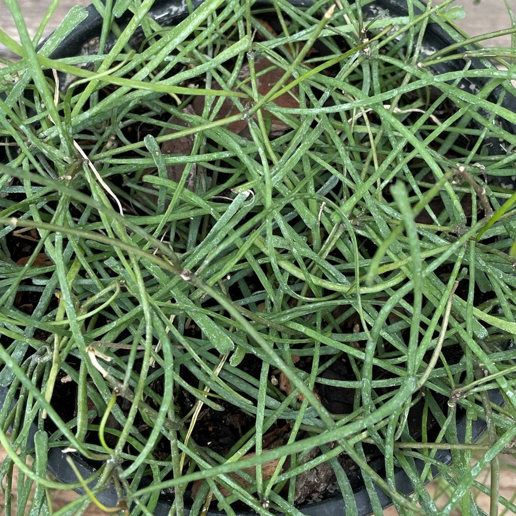 Hoya Retusa
