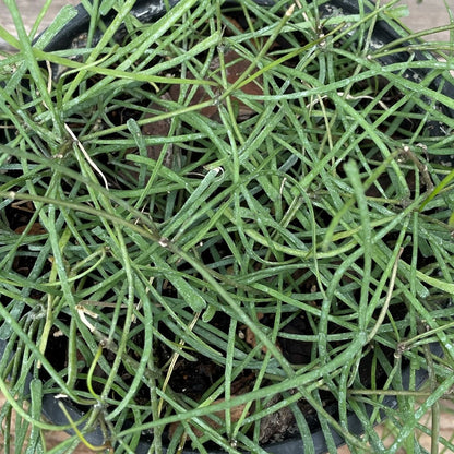 Hoya Retusa