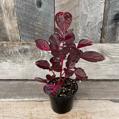 Iresine 'Bloodleaf'