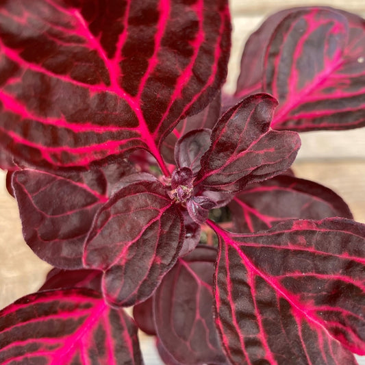 Iresine 'Bloodleaf'
