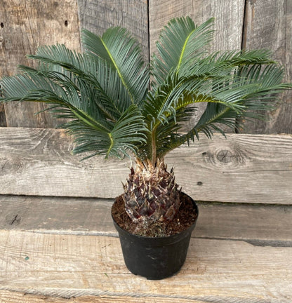 Palm Sago 6" Pot