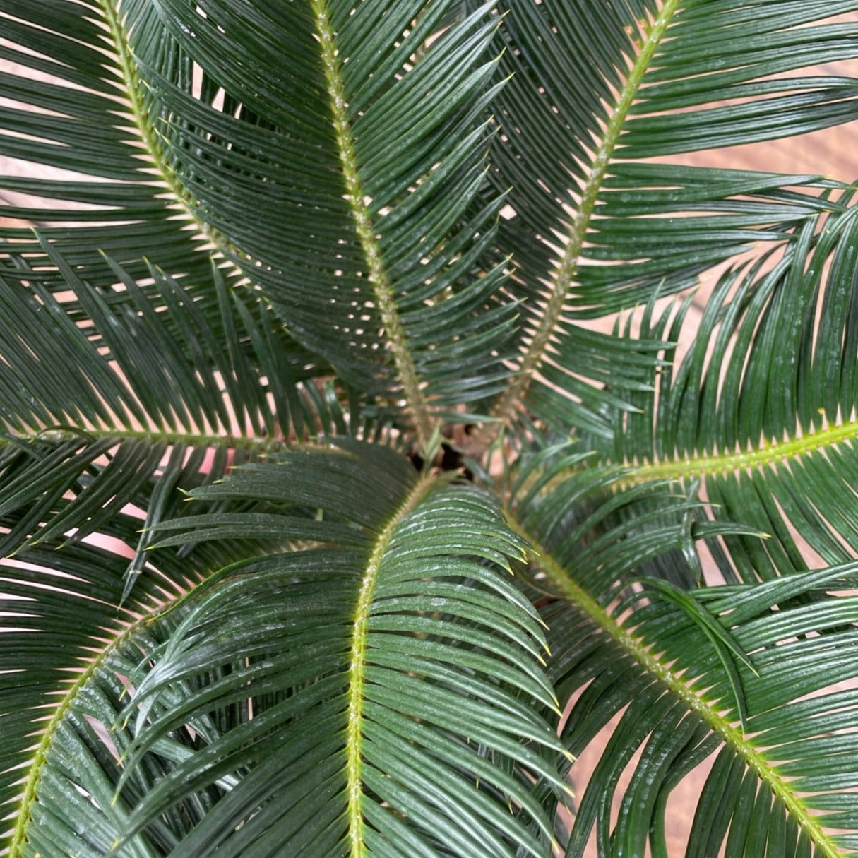 Palm Sago 6" Pot
