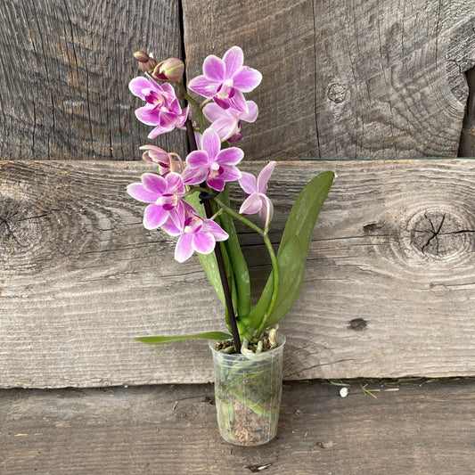 Orchid Phalaenopsis 2.5" Plain Pot
