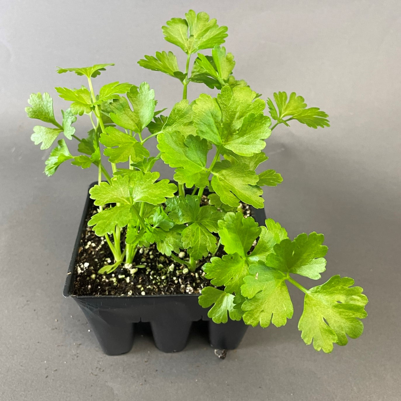 Celery