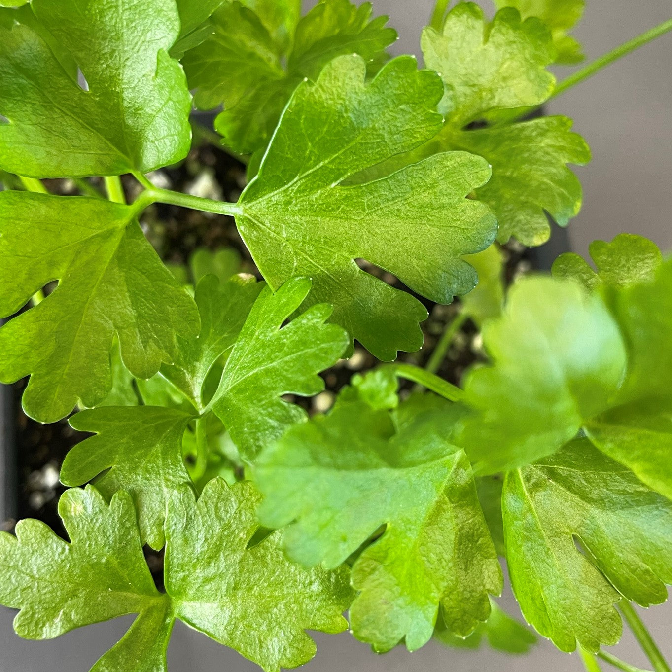 Celery