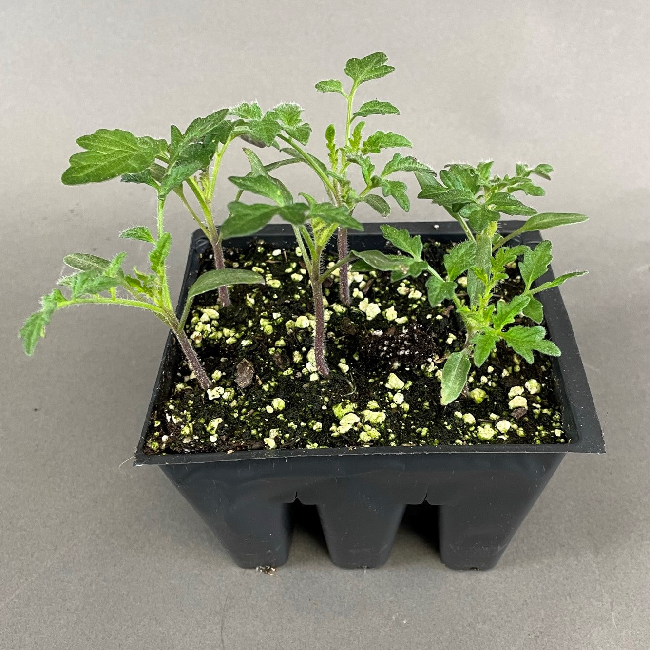 Tomato 'Scotia'