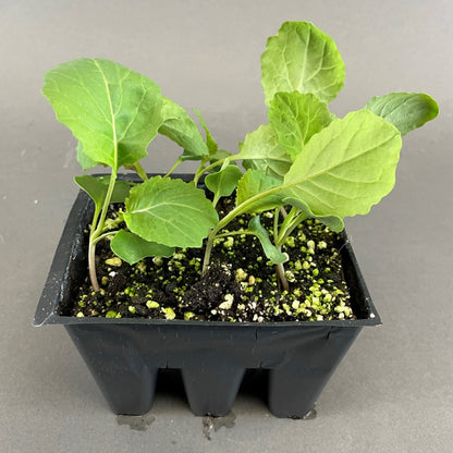 Cabbage 'Savoy Ace'