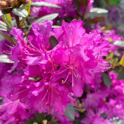 Rhododendron, P.J.M. Elite 2gal