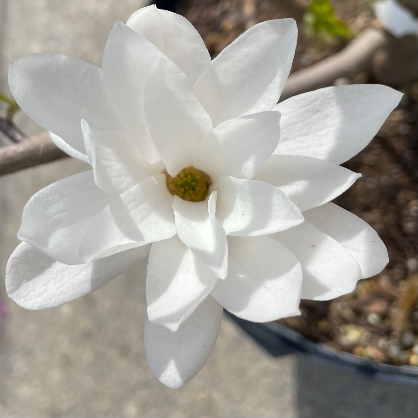 Magnolia Royal Star 3gal