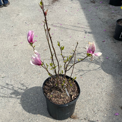 Magnolia 'Susan'