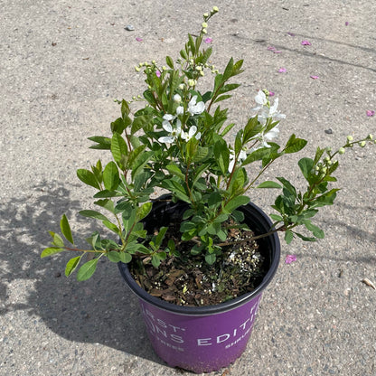 Pearlbush 'Lotus Moon™'