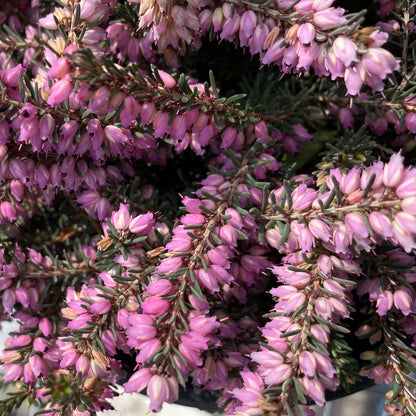 Heather 'Kramer's Red'