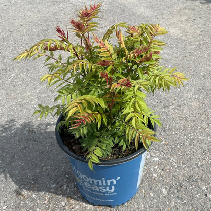Spirea False Cherry on Top 2gal